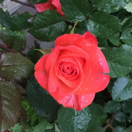 Holiday home карпатский уикенд Slavske